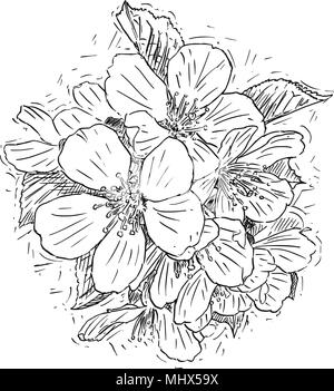 Vector illustration artistique ou un dessin de bouquet de fleurs de cerisier en fleurs Illustration de Vecteur