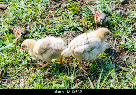 Gros plan de jeunes poussins jaunes et de jeunes moineaux qui se nourrissent d'herbe dans la cour de ferme Banque D'Images