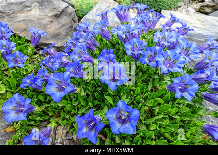 Gentiana acaulis, verres bleu ' Frohnleiten ' dans un jardin de rocaille Banque D'Images