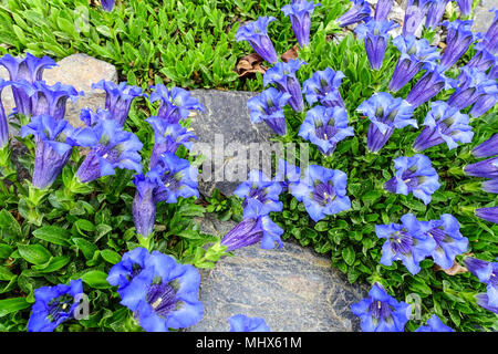 Gentiana acaulis, verres bleu ' Frohnleiten ' dans un jardin de rocaille Banque D'Images