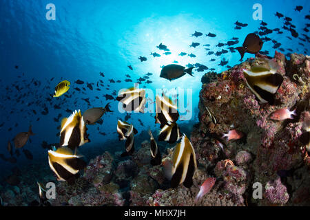 L'École de poissons papillon vous regarde aux Maldives Banque D'Images