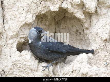 Le Western Jackdaw près de nid, l'Asie centrale Banque D'Images