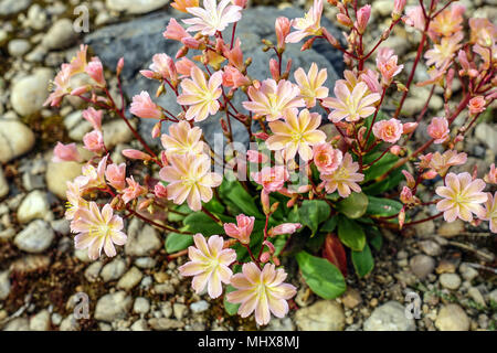 Lewisia cotyledon dans un jardin de rocaille plantes alpines rocailleuses Banque D'Images