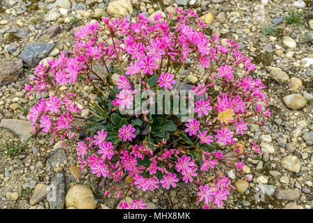 Lewisia cotyledon dans un jardin de roche Banque D'Images