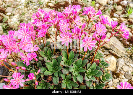 Lewisia cotyledon poussant dans un jardin de rocaille, plantes alpines idéales pour un jardin de rocaille, sol sec pierreux ou gravier Banque D'Images