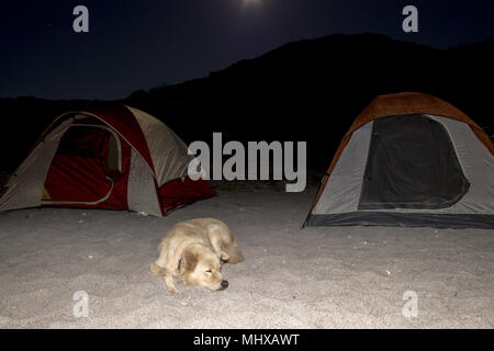 Chien à la tente dans la nuit dans le désert au camp Banque D'Images
