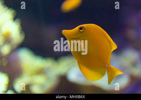 Poisson Chirurgien jaune zebrasoma flavescens close up Banque D'Images
