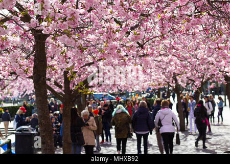 Stockholm / Suède - 2 mai 2018 : cerisiers dans Kungstradgarden - "jardin du roi". Les gens qui marchent par, prendre des photos à côté de la nouvelle floraison Banque D'Images