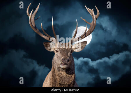 Red Deer mâle en vous regardant portrait portrait sur fond noir pleine lune Banque D'Images
