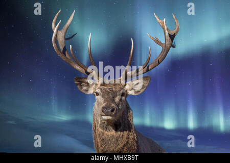 Cerfs dans le nord de lumières fond vous regarde Banque D'Images