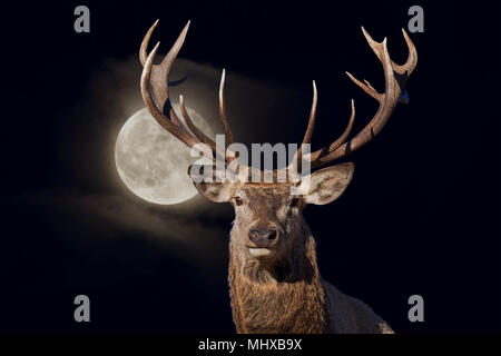 Red Deer mâle en vous regardant portrait portrait sur fond noir pleine lune Banque D'Images