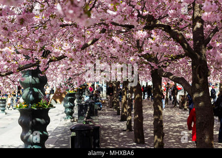 Stockholm / Suède - 2 mai 2018 : cerisiers dans Kungstradgarden - "jardin du roi". Les gens qui marchent par, prendre des photos à côté de la nouvelle floraison Banque D'Images