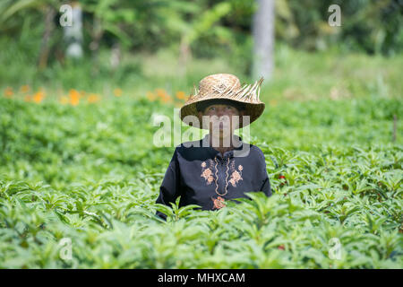 BALI, INDONÉSIE - 17 août 2016 - les gens en grandissant et de l'agriculture champ de riz à Bali en Indonésie. Le riz est la nourriture principale pour l'Indonesian peple Banque D'Images