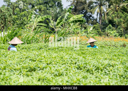 BALI, INDONÉSIE - 17 août 2016 - les gens en grandissant et de l'agriculture champ de riz à Bali en Indonésie. Le riz est la nourriture principale pour l'Indonesian peple Banque D'Images