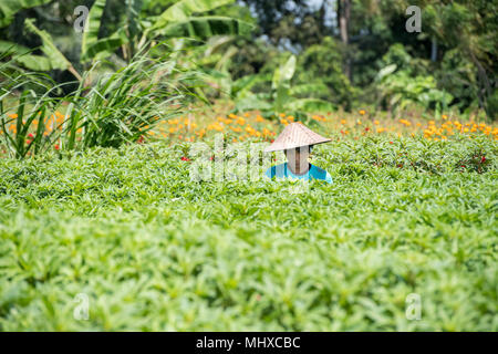 BALI, INDONÉSIE - 17 août 2016 - les gens en grandissant et de l'agriculture champ de riz à Bali en Indonésie. Le riz est la nourriture principale pour l'Indonesian peple Banque D'Images