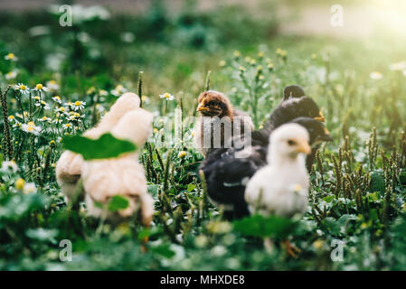 La mère poule avec ses poussins marche sur l'herbe à la recherche d'insectes à la ferme Banque D'Images