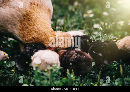 La mère poule avec ses poussins marche sur l'herbe à la recherche d'insectes à la ferme Banque D'Images