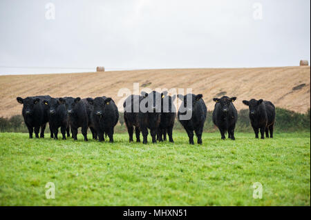 Galloway vaches avec veaux croisés à pied le pâturage sur les pâturages pauvres en Cumbria. Banque D'Images