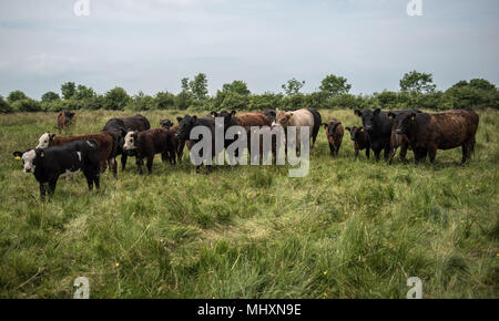 Galloway vaches avec veaux croisés à pied le pâturage sur les pâturages pauvres en Cumbria. Banque D'Images