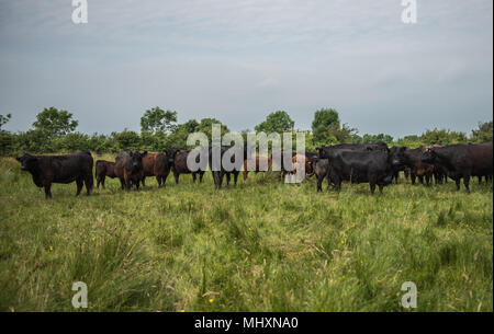 Galloway vaches avec veaux croisés à pied le pâturage sur les pâturages pauvres en Cumbria. Banque D'Images