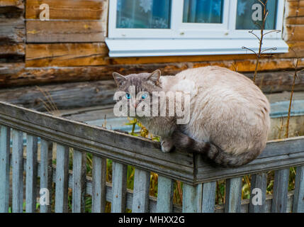 Portrait de chat aux yeux bleus assis sur jardin clôture Banque D'Images