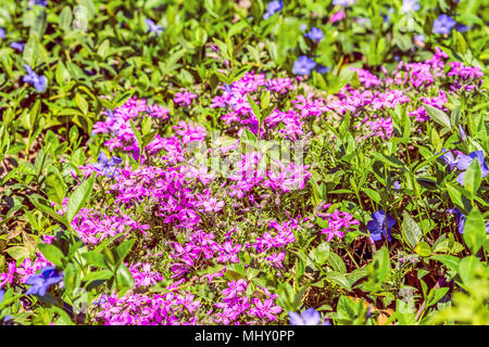 Le phlox est en forme d'alêne rose. Fond de légumes fleurs horizontalement Banque D'Images