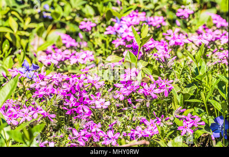 Le phlox est en forme d'alêne rose. Fond de légumes fleurs horizontalement Banque D'Images