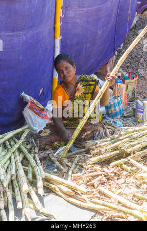 PUDUCHERY, Pondichery, Tamil Nadu, Inde - mars vers 2018. Femme non identifiée la préparation d'une coupe avant l'extraction de la canne à sucre Banque D'Images