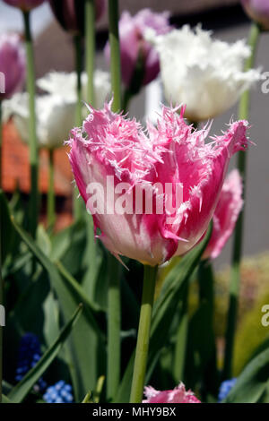 TULIPA Huis ten Bosch. Banque D'Images