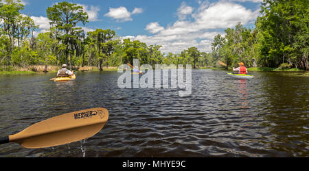 LaPlace, Louisiane - une excursion en kayak dans le Maurepas Swamp Wildlife Management Area près de la Nouvelle Orléans. La tournée est organisée par Louisiana Banque D'Images