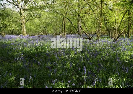 Bluebell Woods, Peasemore Village, Berkshire, Angleterre Banque D'Images