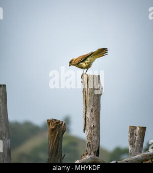 Milvago chimango caracara Chimango, oiseau de proie, sur un poste en bois usé, l'île de Pâques, Chili, sur le point de s'envoler Banque D'Images
