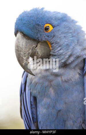 Ara de Lear (Anodorhynchus leari) Banque D'Images