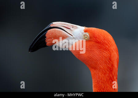 Flamant des Caraïbes rouge close-up head détail Banque D'Images