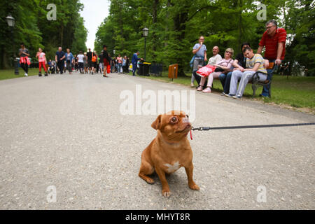 ZAGREB, CROATIE - 01 MAI 2018 : petit chien en laisse assis sur le chemin de marche pendant la journée internationale du Travail au parc Maksimir. Banque D'Images