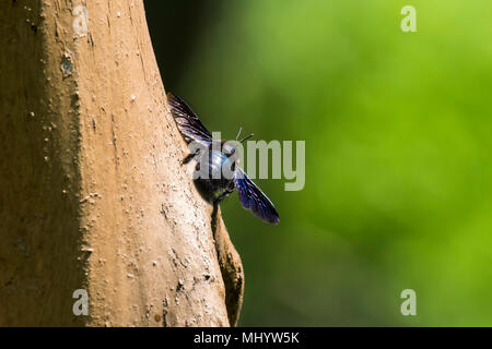 Violet abeille charpentière est assis sur un arbre (Xylocopa violacea) Banque D'Images