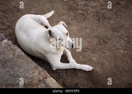 Haut bas d'une vue magnifique et propre chien blanc couché sur une plage de sable fin à la rue au-dessus Banque D'Images