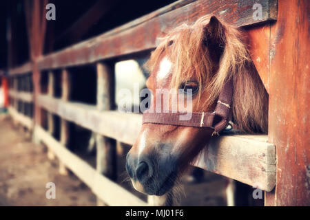 Portrait d'un beau et mignon poney derrière la clôture en bois dans une ferme équestre Banque D'Images