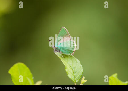 Green Hairstreak Callophrys rubi papillons dans la campagne anglaise dans Cheshire England UK Banque D'Images