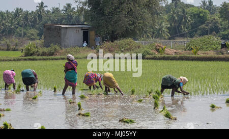 Villuppuram, Inde - le 18 mars 2018 : Travail des Femmes l'entreprise de l'ensemencement de tâches éreintantes les jeunes plants de riz dans une rizière au Tamil Nadu Banque D'Images