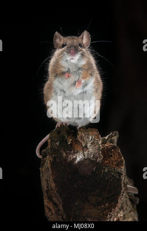 Souris de champ debout sur un stick Banque D'Images