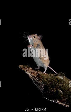 Souris de champ debout sur un stick Banque D'Images