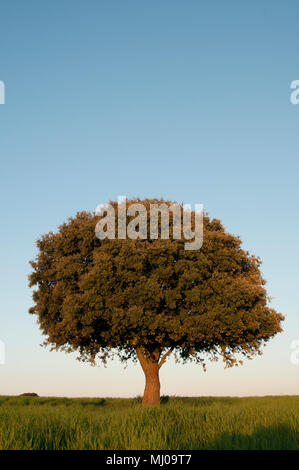 Le chêne vert sur champ de céréales, Quercus ilex Banque D'Images