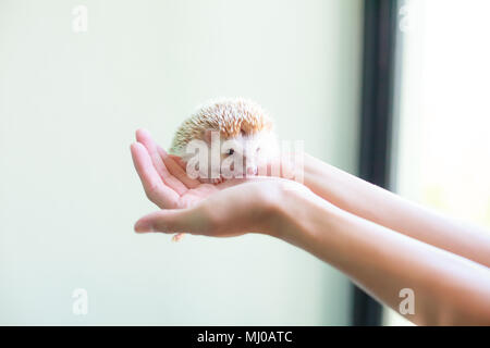 Soins des animaux de compagnie Animal Love concept, mignon hérisson brun blanc sur la main de la jeune fille.