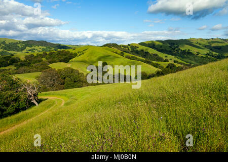 Les pentes et les sentiers de randonnée dans la région de Morgan Territoire Regional Preserve, un Orient Bay Regional Park situé dans le comté de Contra Costa. Banque D'Images