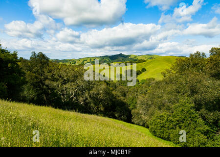 Collines de Morgan Territoire Regional Preserve, un Orient Bay Regional Park situé dans le comté de Contra Costa. Banque D'Images