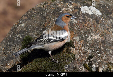 Chaffinch, Chaffinch commun, Fringilla coelebs, assis sur le rocher Banque D'Images