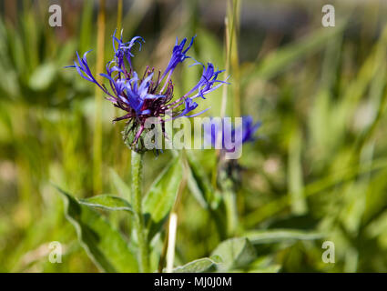 Centaurea montana, ou la montagne, bleuet Kleine Scheidegg, Oberland Bernois, Suisse Banque D'Images