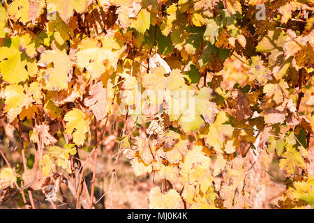 Vignoble de Barolo, à l'automne, Piémont, Italie Banque D'Images