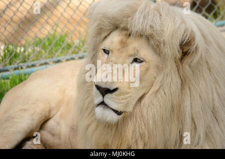 White Lion portrait Banque D'Images